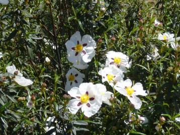 Flor de la jara, en Matallana.